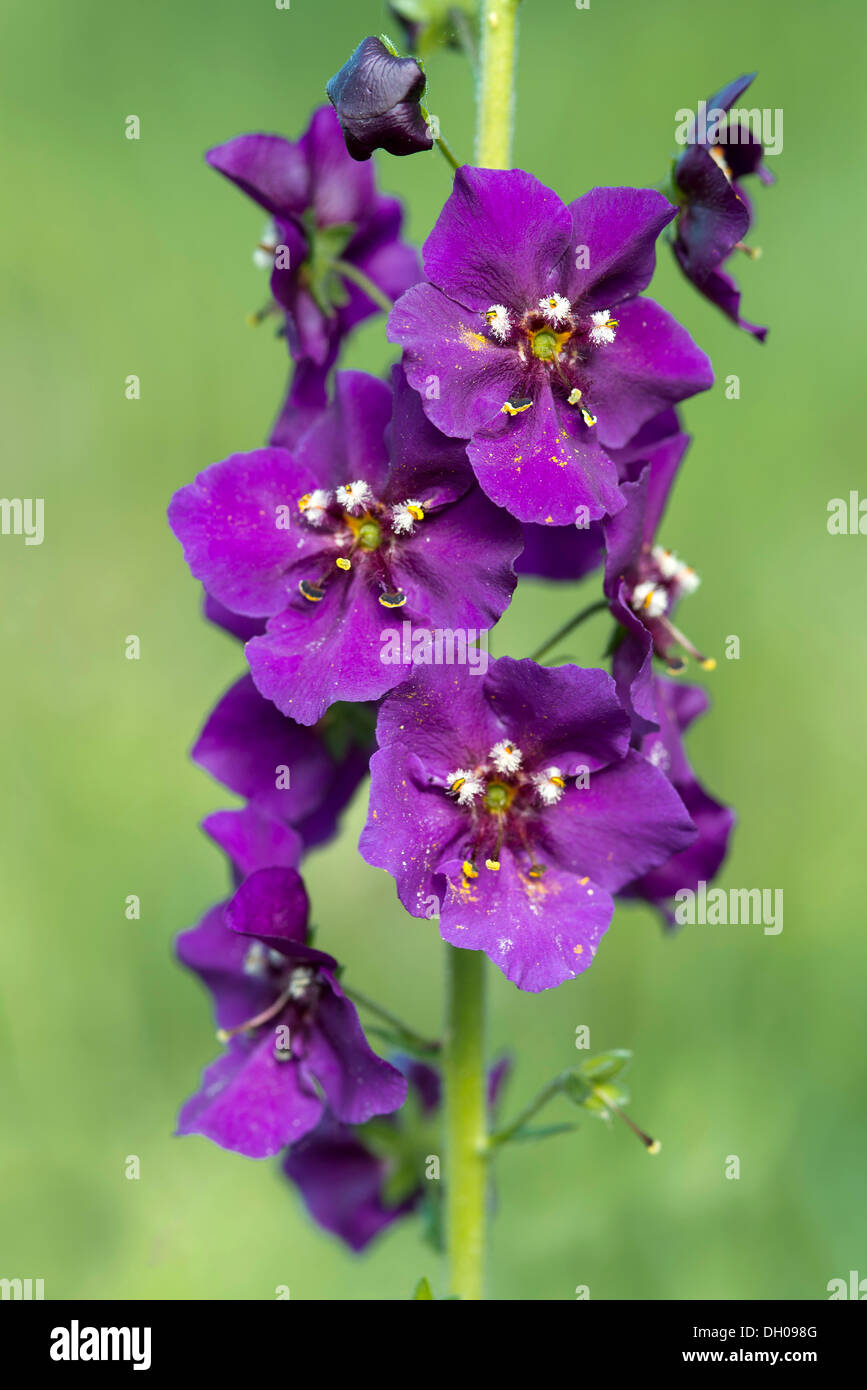 Purple Mullein (Verbascum phoeniceum), Seewinkel, Burgenland, Austria Stock Photo