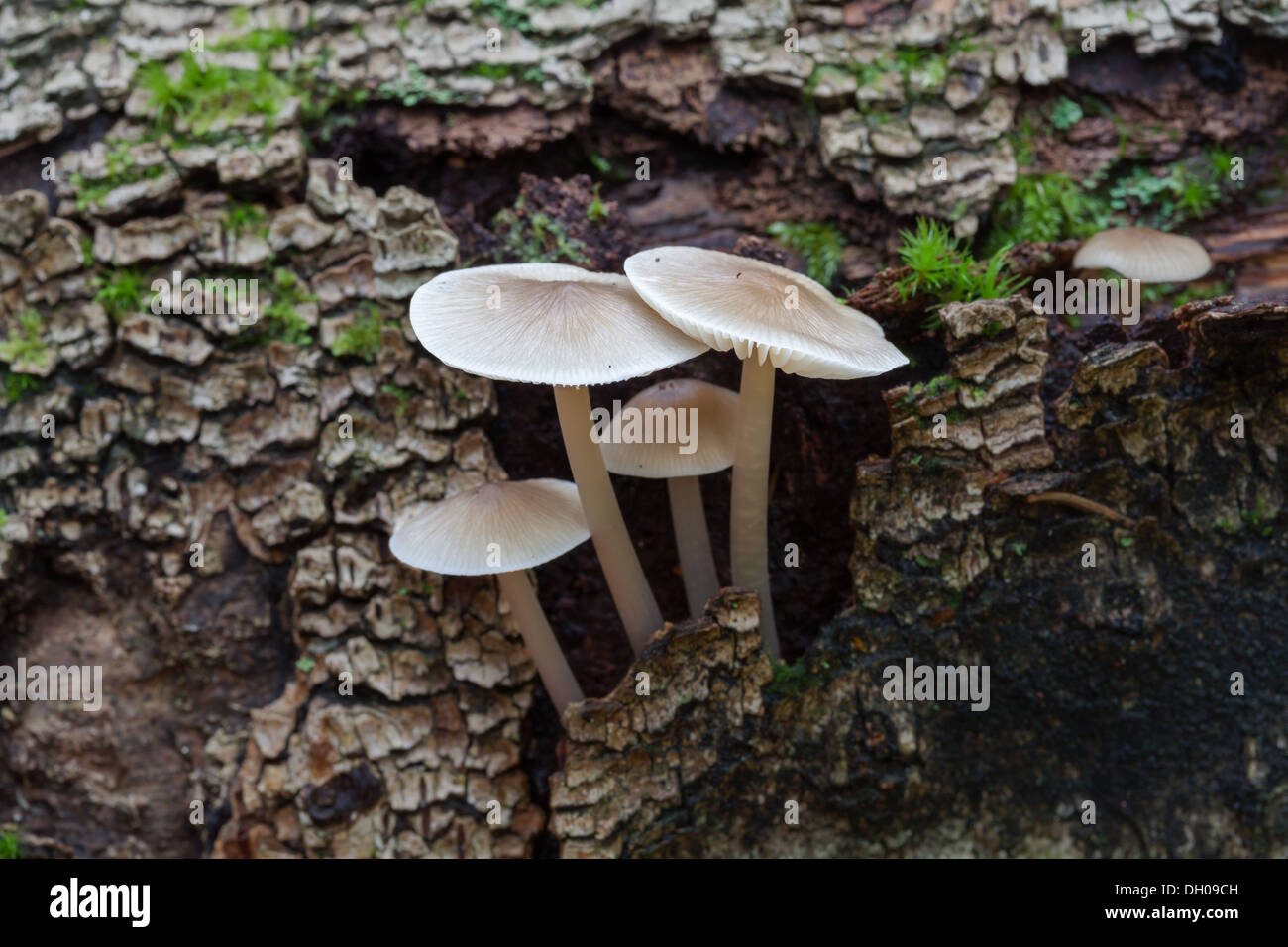 Autumn mushrooms in Finland Stock Photo