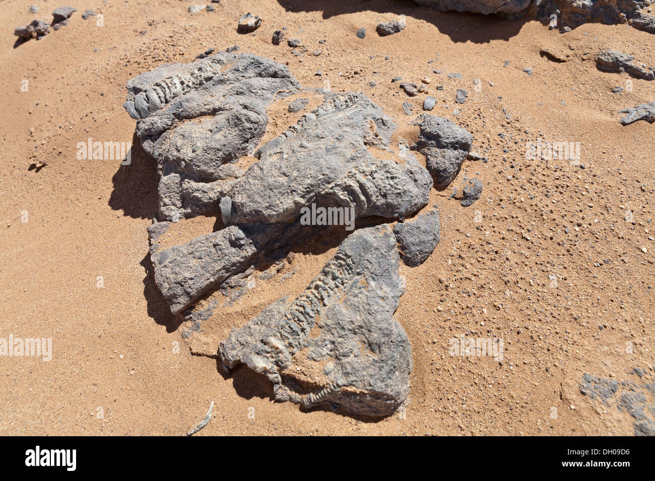 Fossils to be found in the dried up bed of Lake Iriki, to the south of Gebel Bani, near Foum-Zguid, Morocco Stock Photo