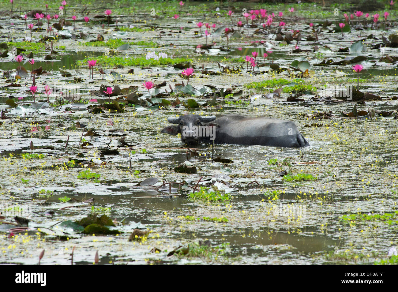 Water Buffalo (Bubalus arnee) in a moat, Siem Reap, Siem Reap, Siem Reap Province, Cambodia Stock Photo