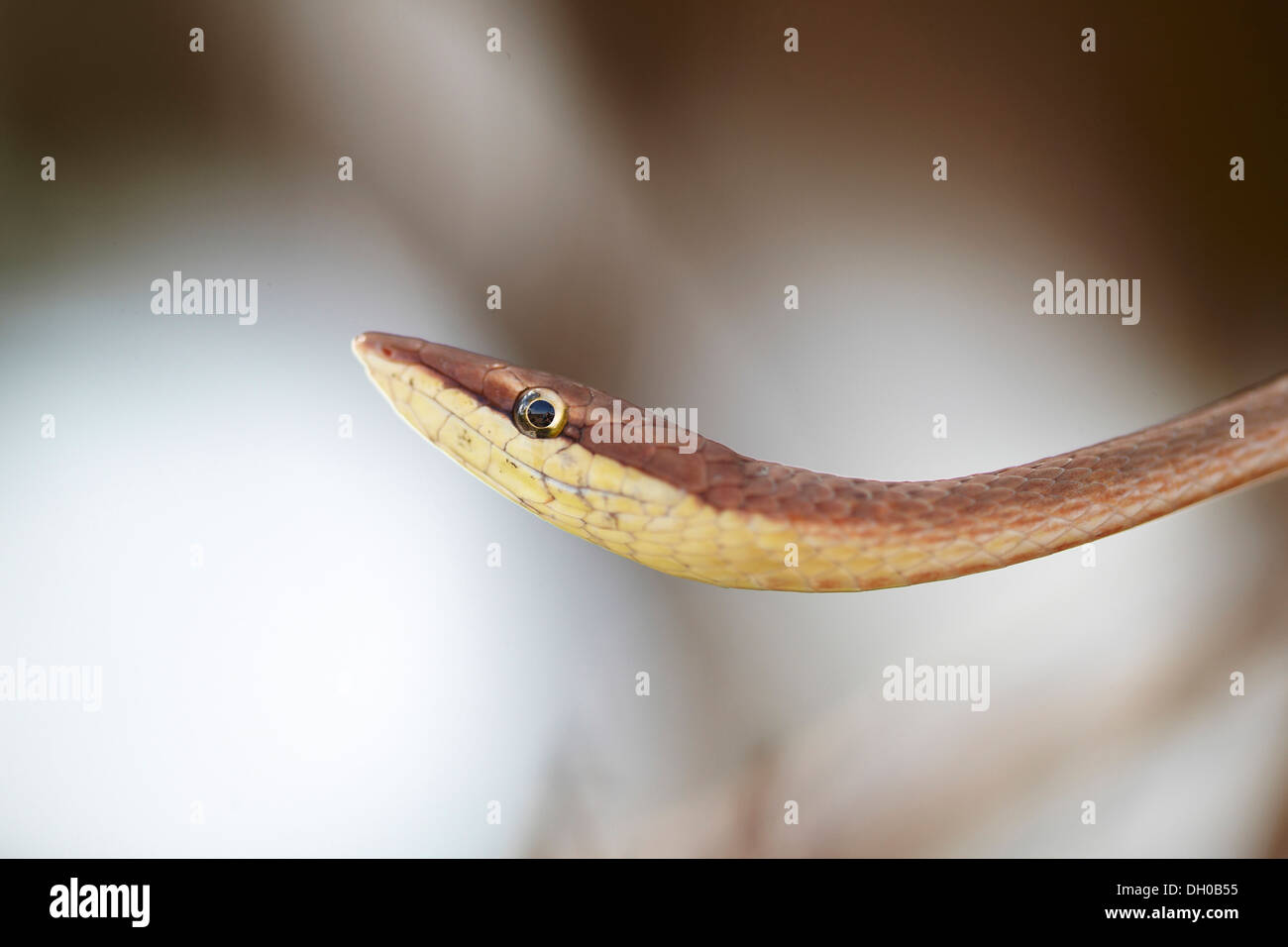 Brown Vine Snake, Oxybelis aeneus, or Mexican vine, Guyana, South