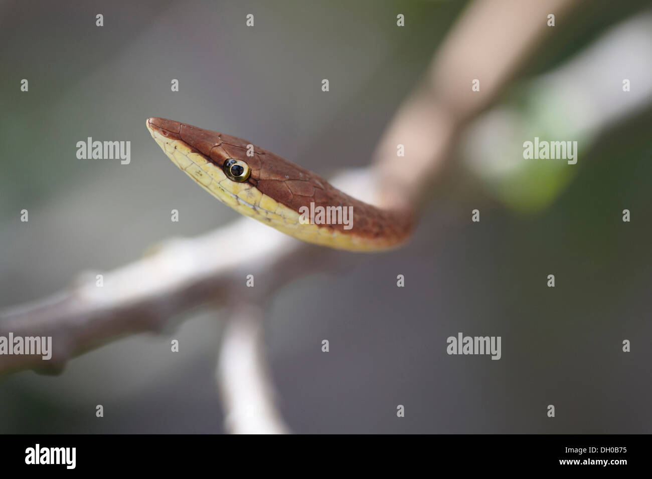 Brown Vine Snake, Oxybelis aeneus, or Mexican vine, Guyana, South