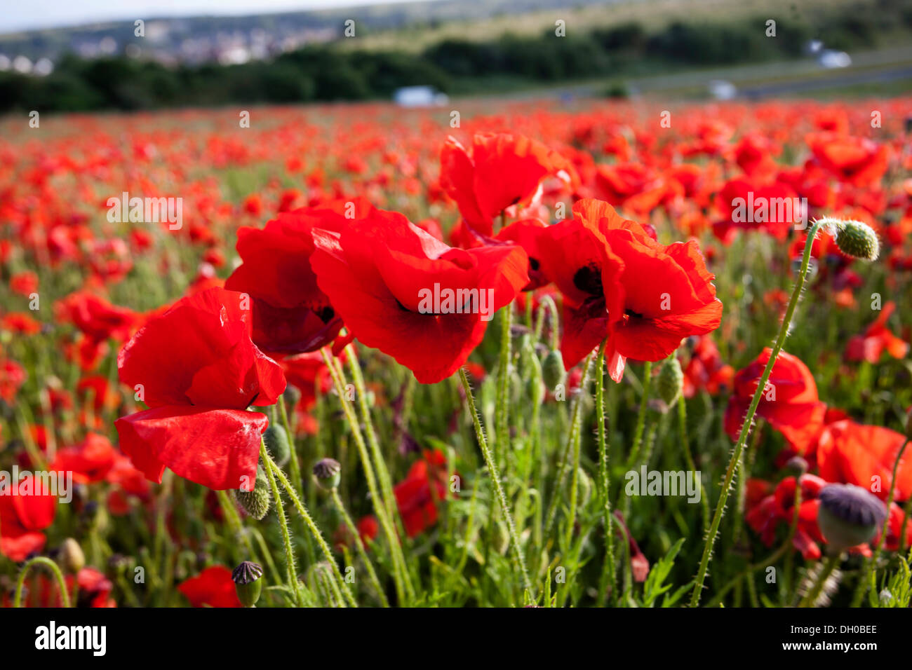 Poppies growing wild road hi-res stock photography and images - Alamy