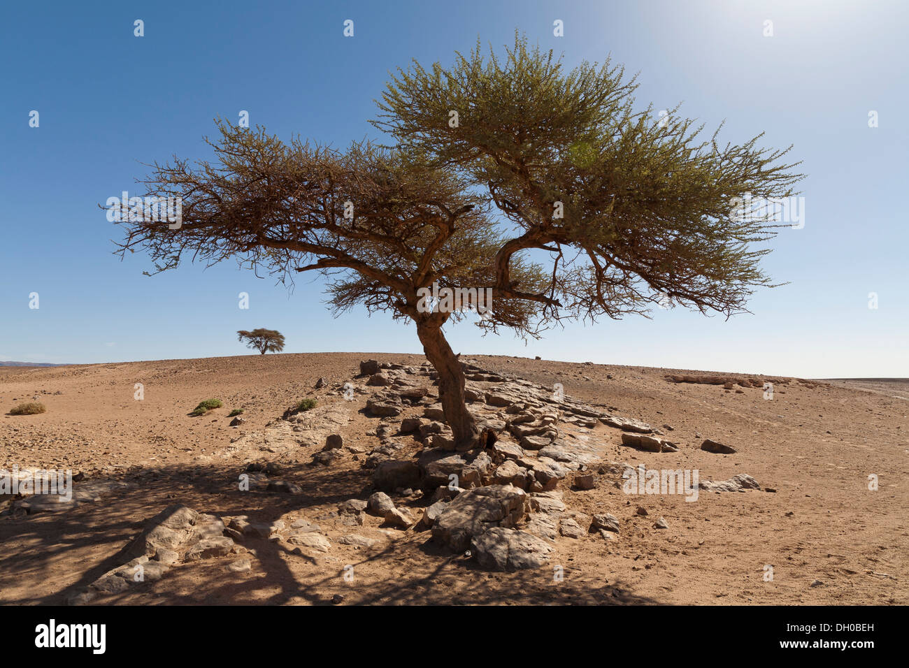 Single acacia tree in a rocky outcrop on the desert floor with a lone tree on the horizon Morocco Stock Photo