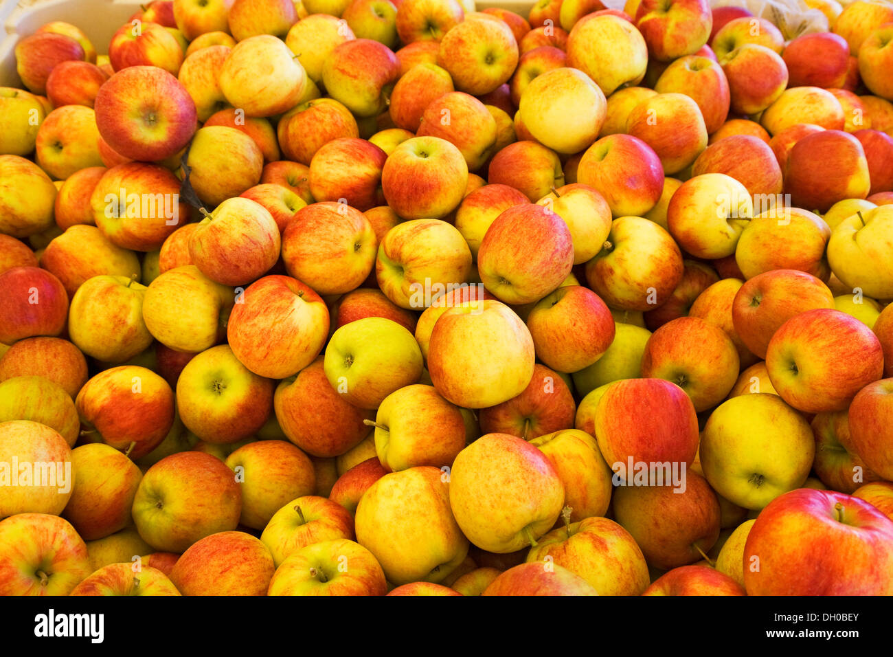 Honeycrisp apple hires stock photography and images Alamy
