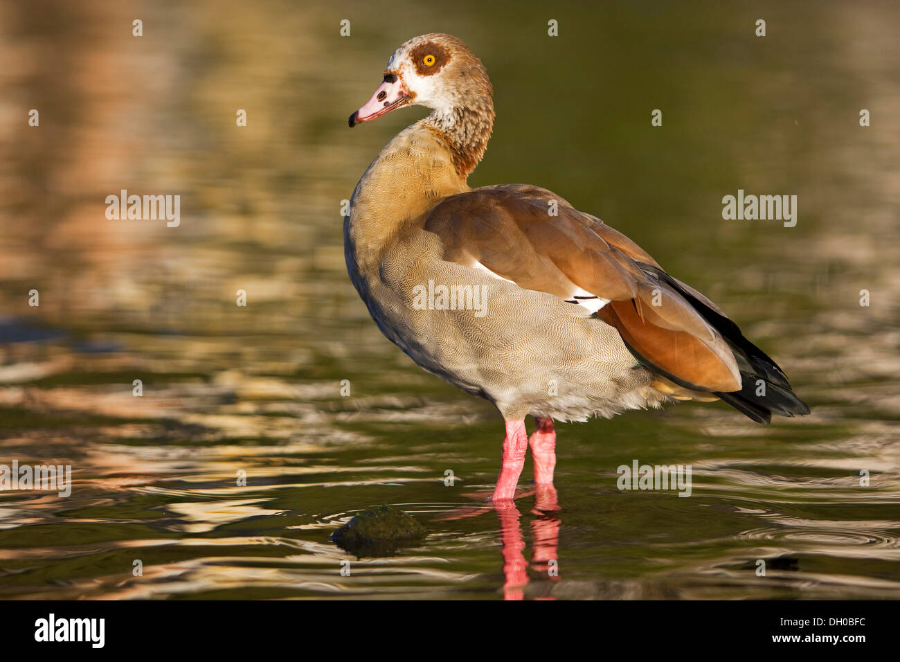 Egyptian Goose (Alopochen aegyptiacus) at the Moselle Stock Photo