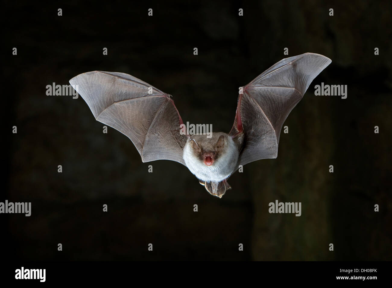 Natterer's bat (Myotis nattereri) flying in cave, Thuringia Stock Photo