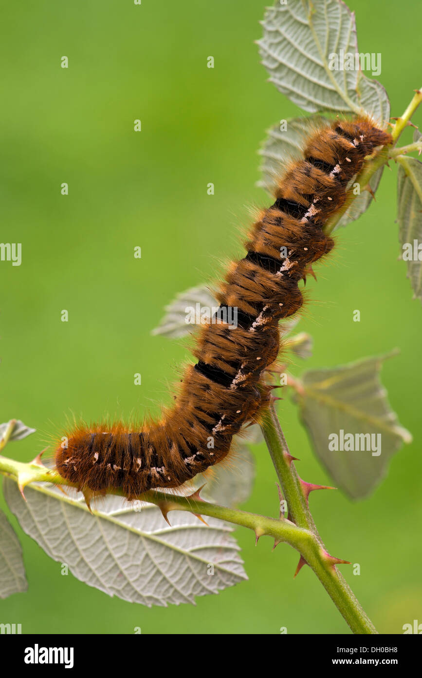 Caterpillar of an Oak Eggar Moth (Lasiocampa quercus), Schwaz, Tyrol, Austria, Europe Stock Photo