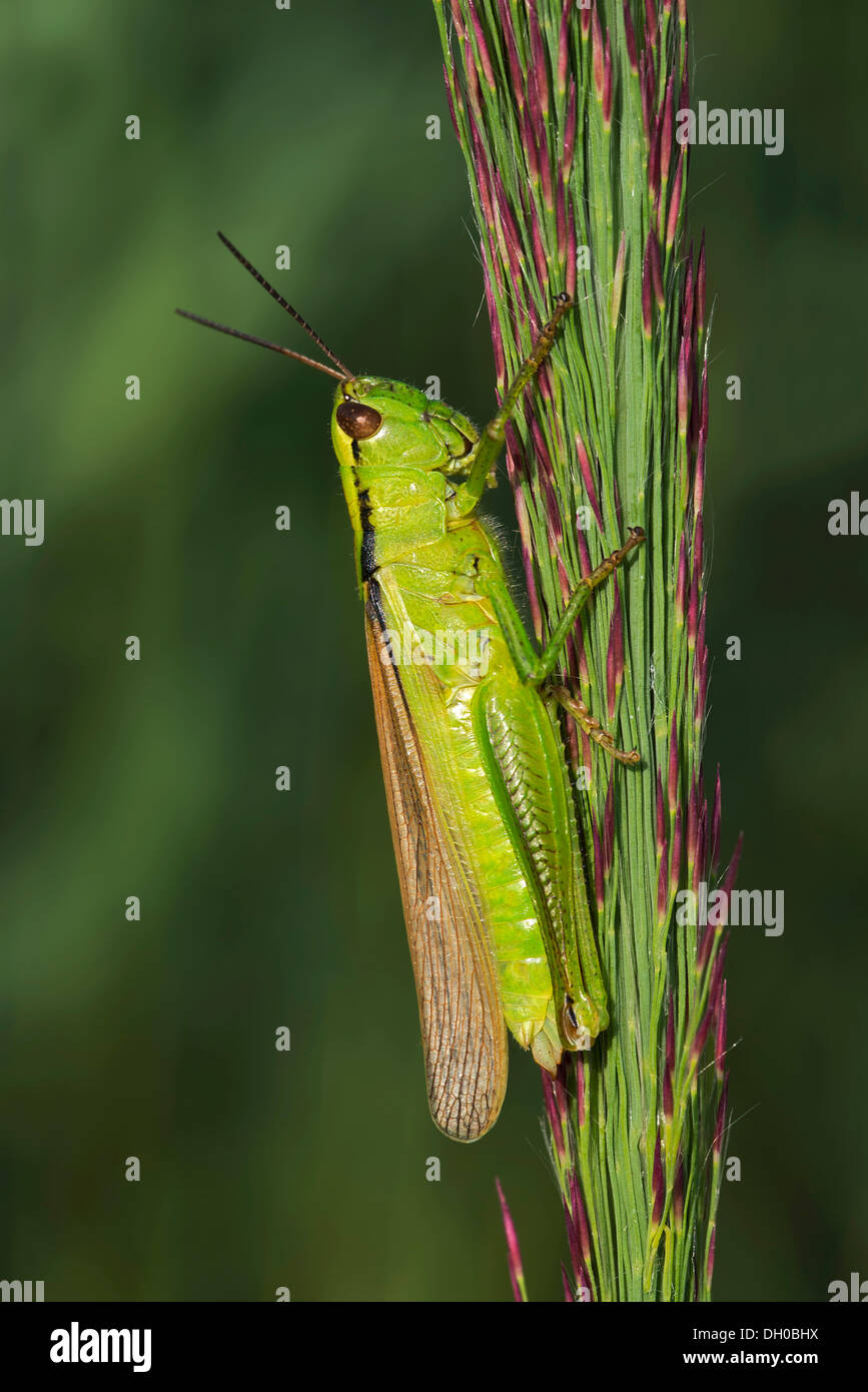 Leek Grasshopper (Mecostethus parapleurus), female, Loar, Kramsach, Tirol, Austria, Europe Stock Photo
