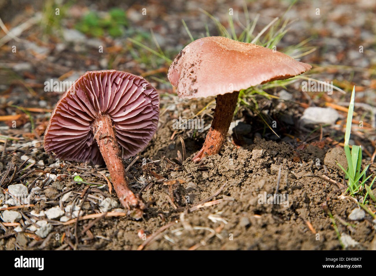 Cortinarius gentilis, a wild mushroom growing in the Cascade Mountains of the Pacific Northwest Stock Photo