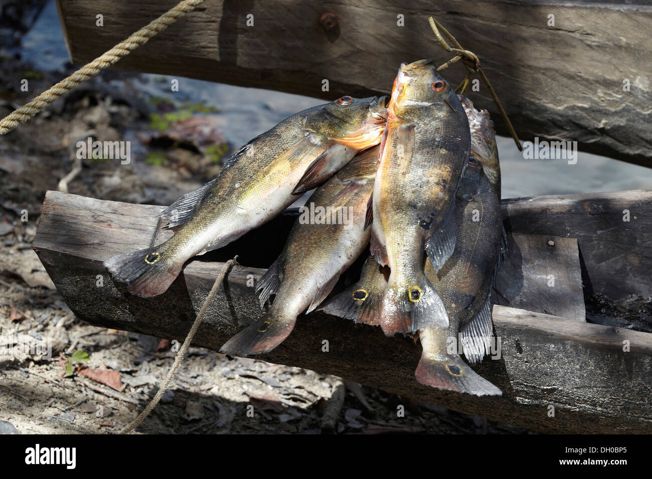 Peacock Bass or Lukanani fish, Cichla ocellaris, on a dug out canoe, caught  on a ox-bow lake deviating from River Rewa, Guyana, South America Stock  Photo - Alamy