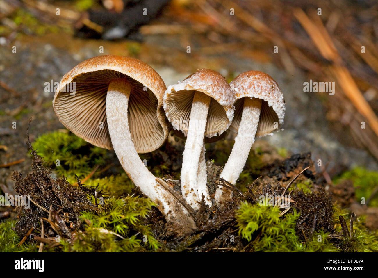 Hooker's Umbrella wild mushroom, Gymnopilus prostutii, growing in the Oregon Cascade Mountains Stock Photo