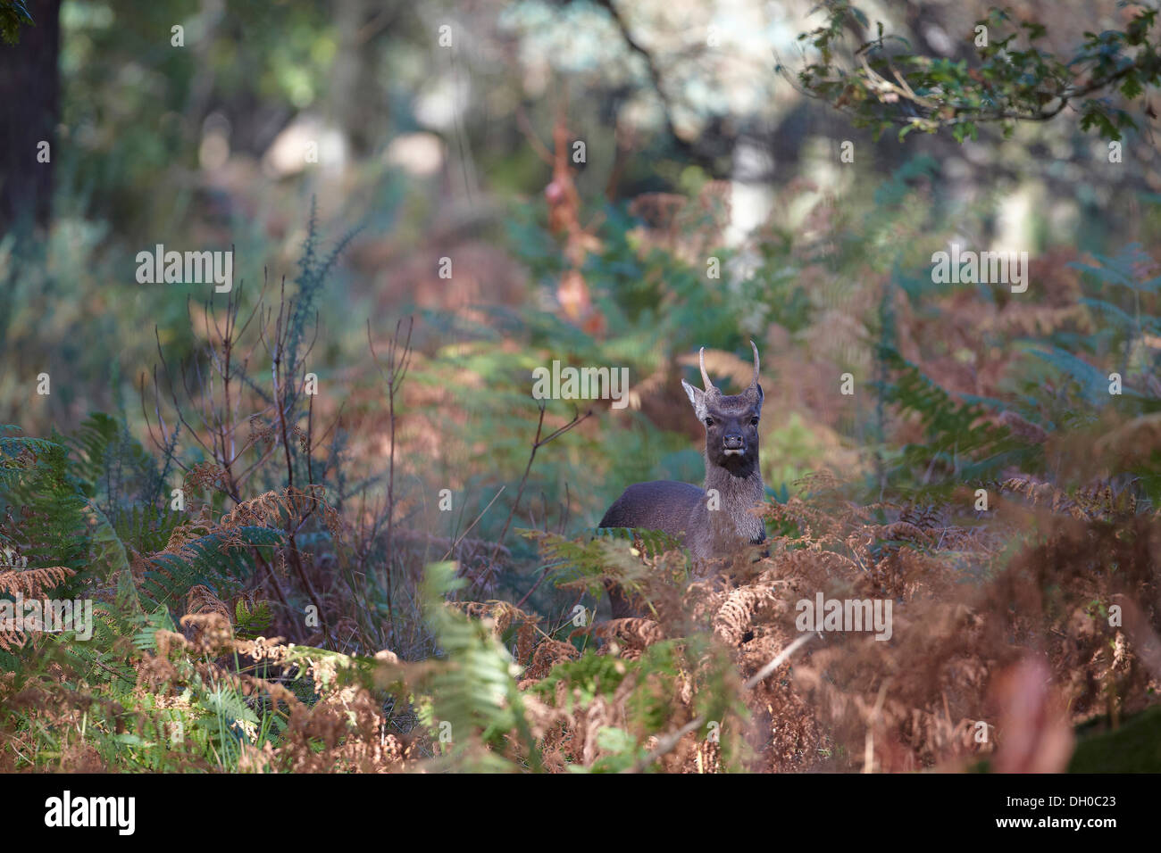 Yound Sika Deer, Cervus nippon, stag in bracken, Arne nature reserve, Dorset, UK Stock Photo
