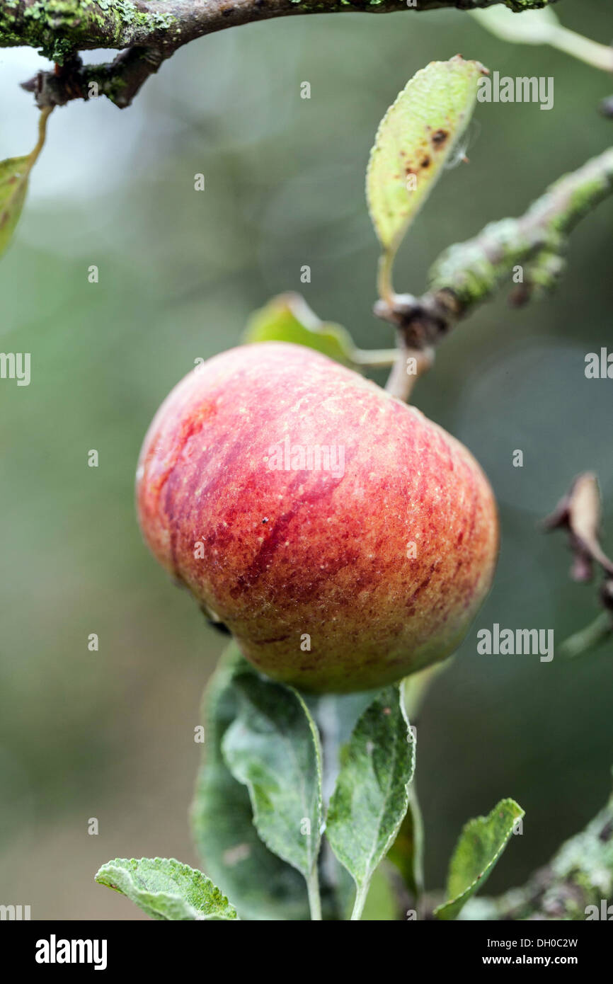 Cox's apple Stock Photo