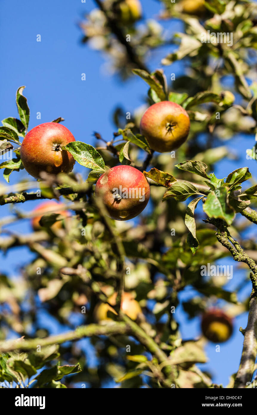 Cox apples hanging on a tree Stock Photo