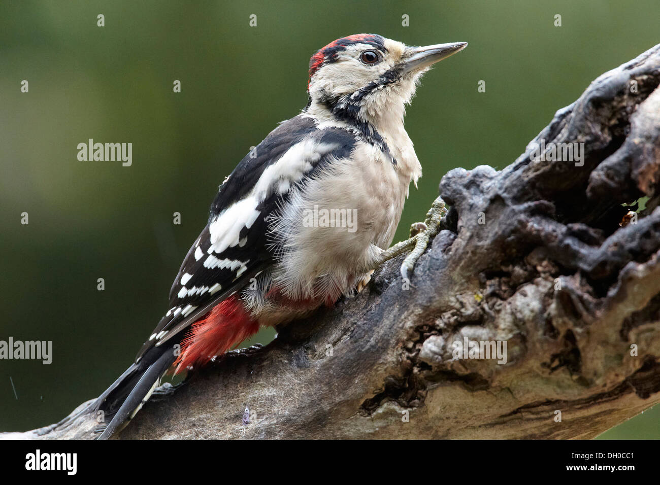 Great Spotted Woodpecker, Dendrocopos major, Juvenile with the all red crown, UK Stock Photo