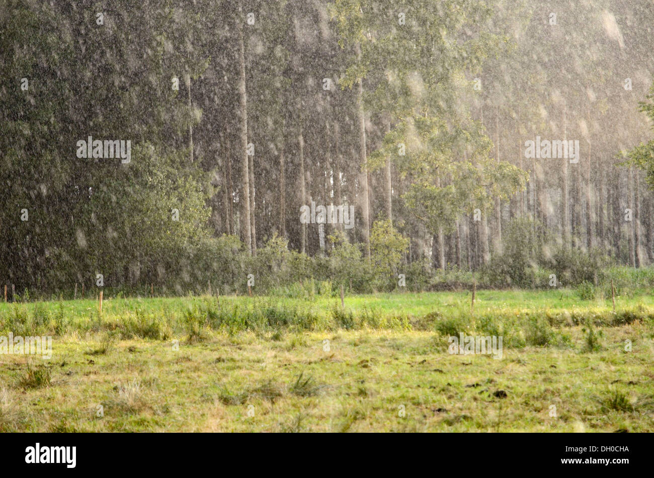 Light-flooded forest clearing during a rain shower, Nicklheim, Bavaria Stock Photo