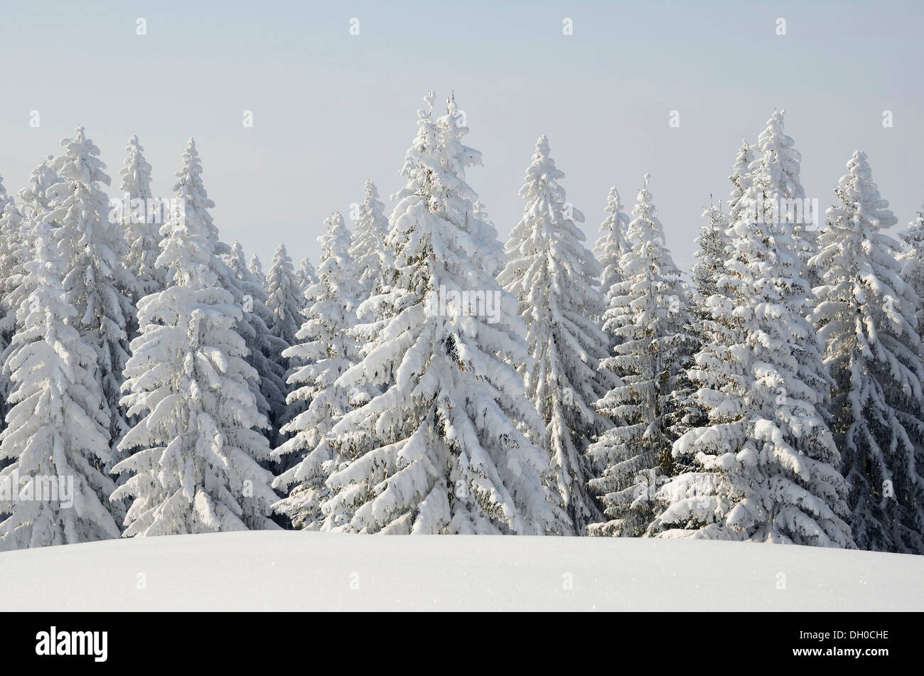 Snow-covered Spruce trees (Picea abies) in a winter landscape, near Elbach, Leitzachtal valley, Upper Bavaria Stock Photo