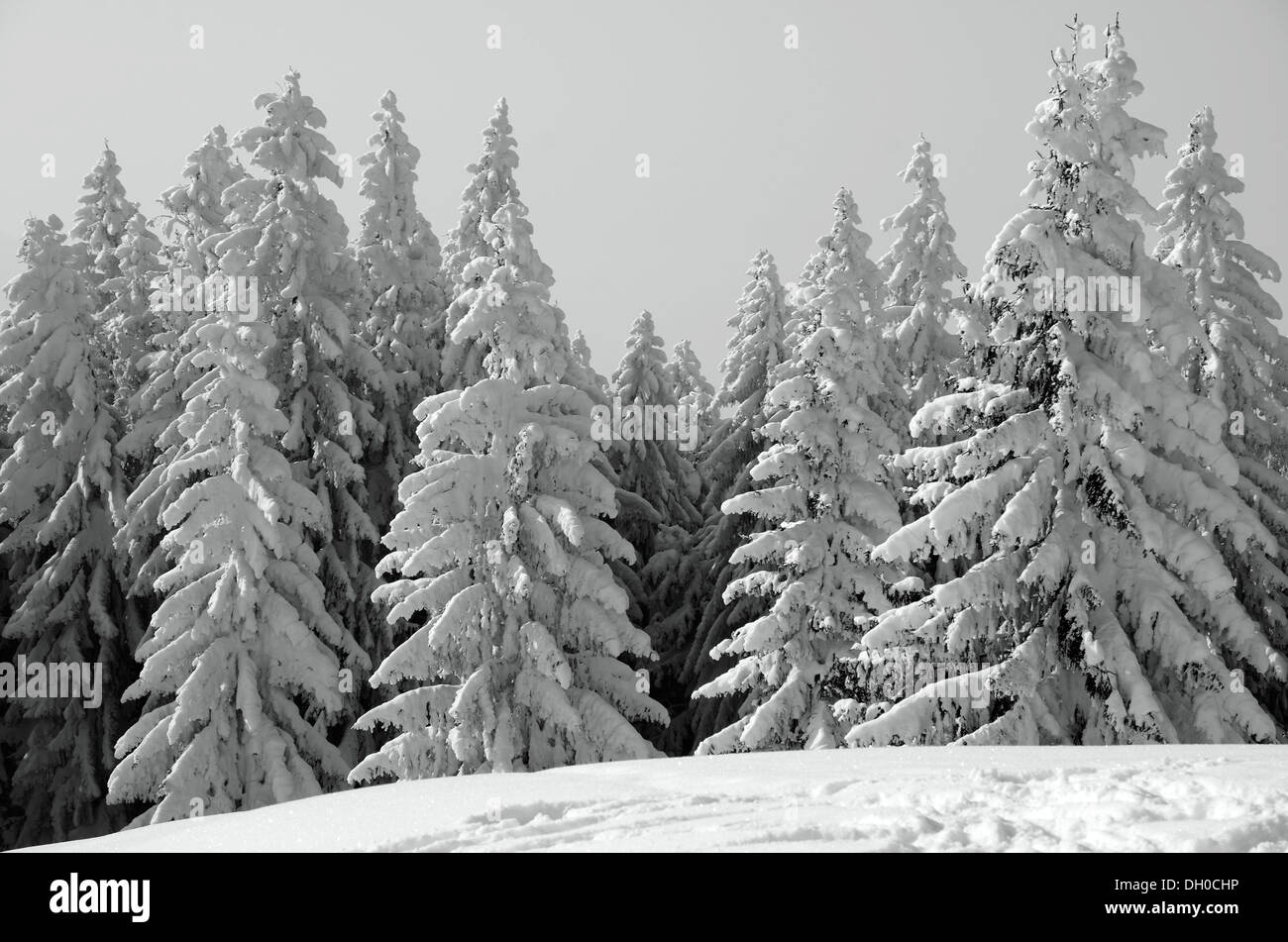 Snow-covered Spruce trees (Picea abies) in a winter landscape, near Elbach, Leitzachtal valley, Upper Bavaria Stock Photo