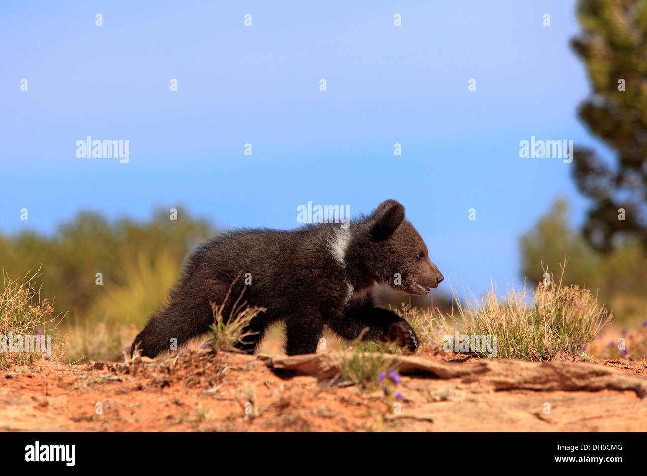 Grizzly Bear (Ursus arctos horribilis), cub, running, Utah, United States Stock Photo