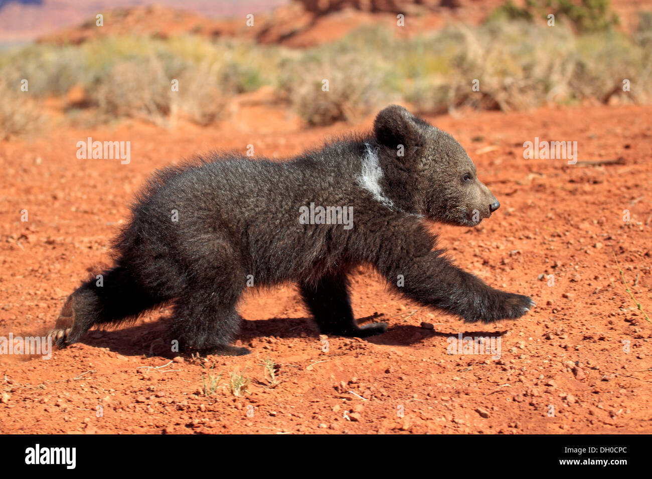 Grizzly Bear (Ursus arctos horribilis), cub, running, Utah, United States Stock Photo
