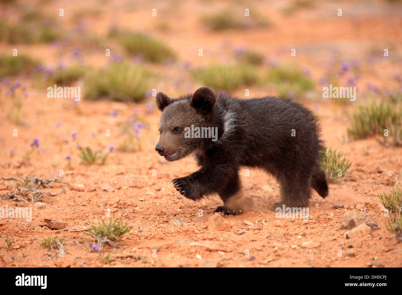 Grizzly Bear (Ursus arctos horribilis), cub running, Utah, United States Stock Photo