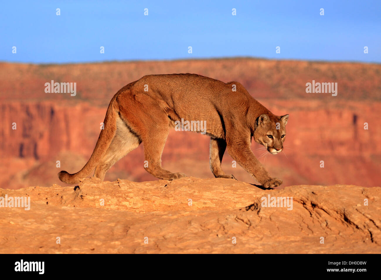 Puma stalking prey hi-res stock photography and images - Alamy