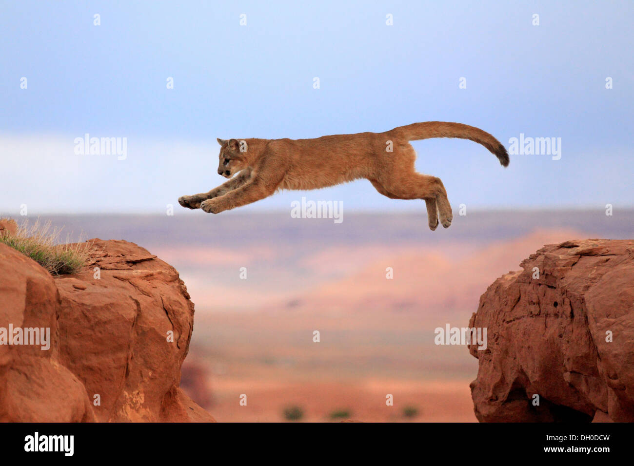 Cougar, Puma or Mountain Lion (Puma concolor), adult, jumping, captive,  Monument Valley, Colorado Plateau, Utah, United States Stock Photo - Alamy