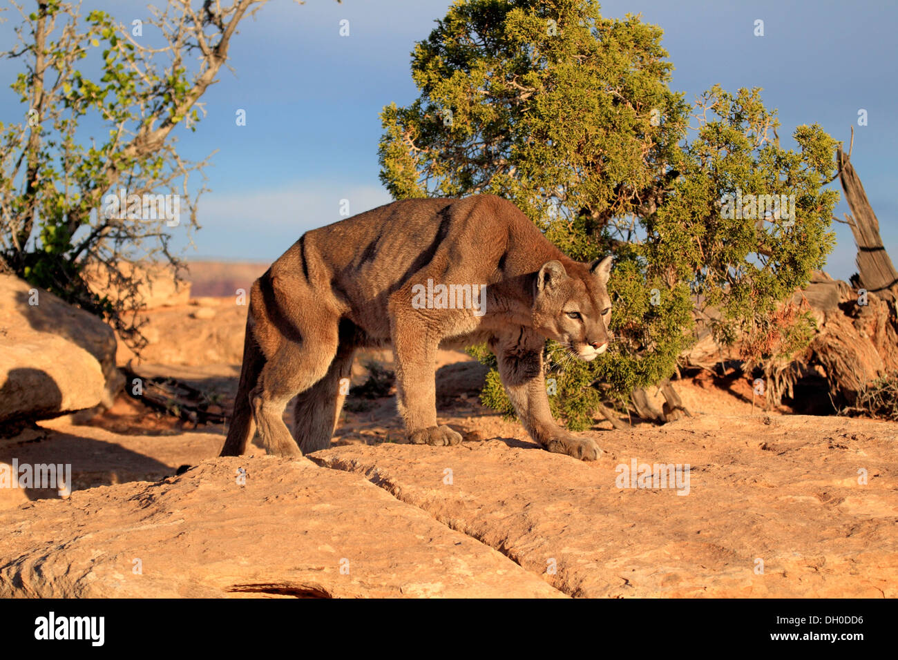 Cougar, Puma or Mountain Lion (Puma concolor), searching for prey, stalking, Utah, United States Stock Photo
