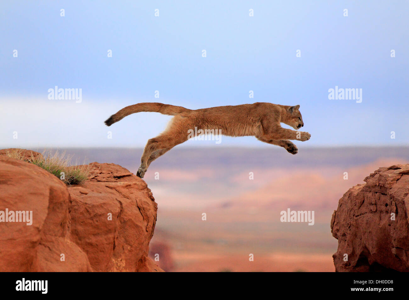 Puma jumping hi-res stock photography and images - Alamy