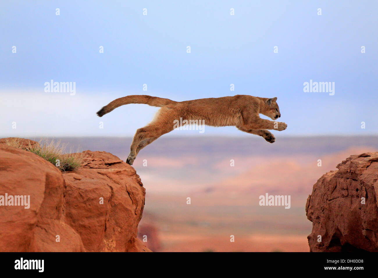 Cougar, Puma or Mountain Lion (Puma concolor), adult, jumping, captive, Monument Valley, Colorado Plateau, Utah, United States Stock Photo - Alamy Cougar, Puma or Mountain Lion (Puma concolor), adult, jumping, captive, Monument Valley, Colorado Plateau, Utah, United States Stock Photo - Alamy
