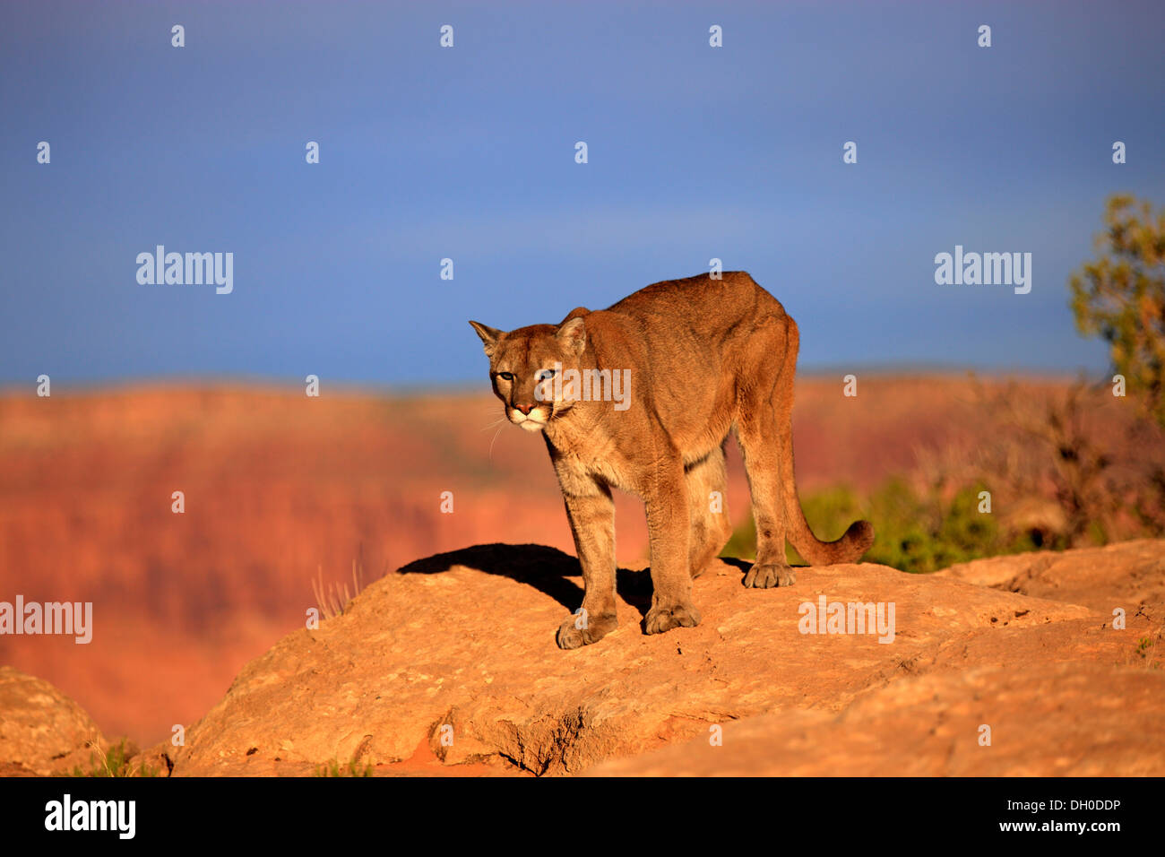 Puma prey hires stock photography and images Alamy