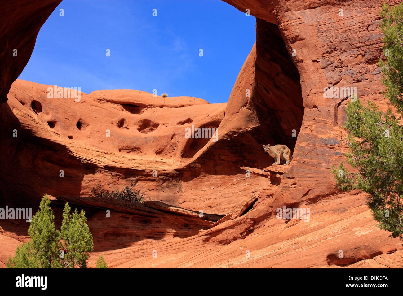 Puma, Cougar or Mountain Lion (Puma concolor) standing on a rock, adult,  captive, Monument Valley, Utah, United States Stock Photo - Alamy