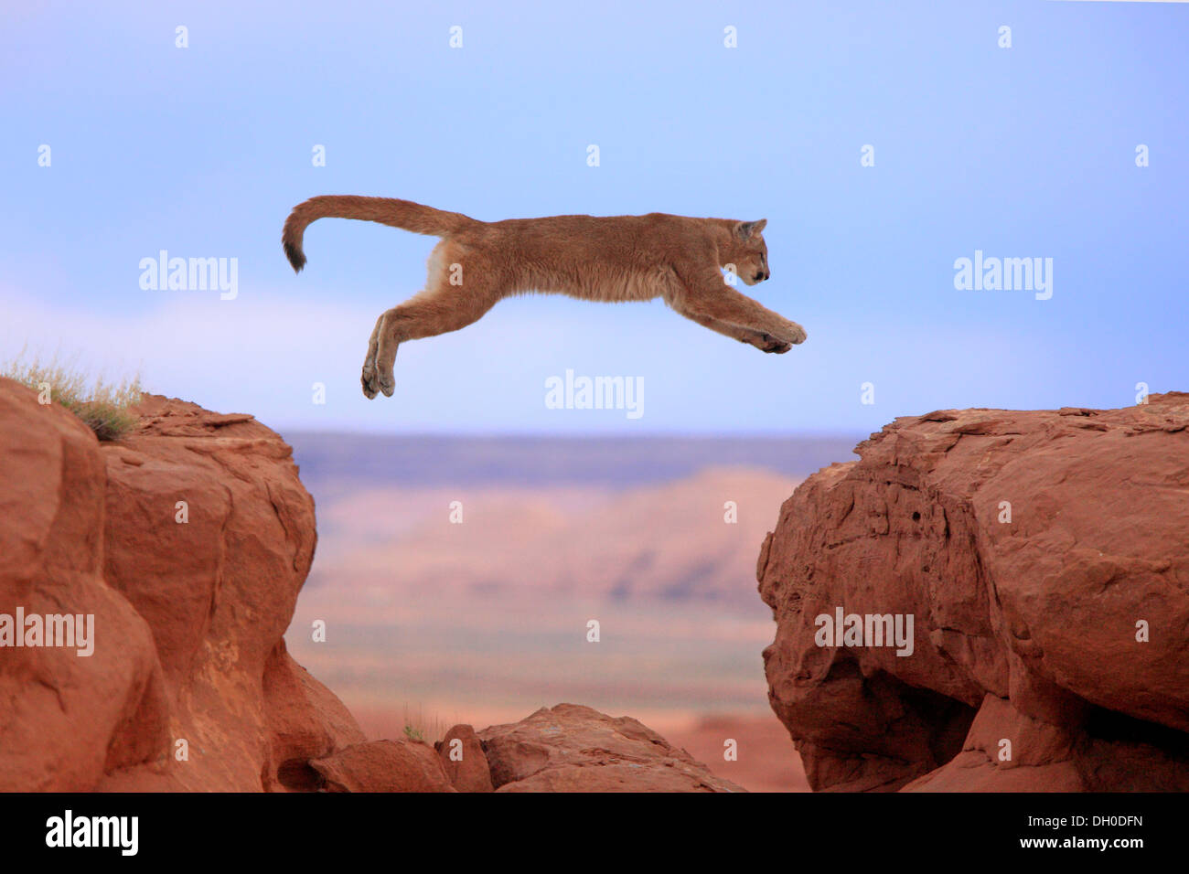 Cougar, Puma or Mountain Lion (Puma concolor), adult, jumping, captive, Monument Valley, Colorado Plateau, Utah, United States Stock Photo