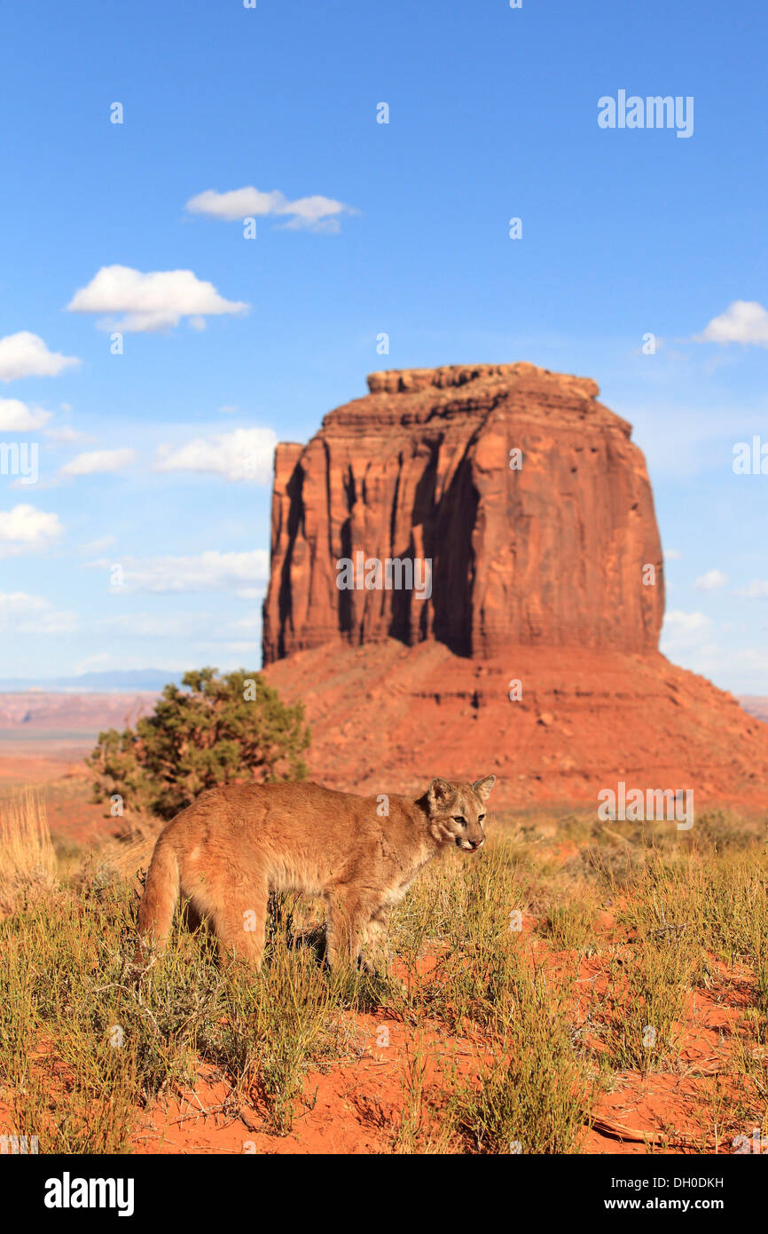 Puma Standing Puma, Cougar or Mountain Lion (Puma concolor), adult, standing, captive ...