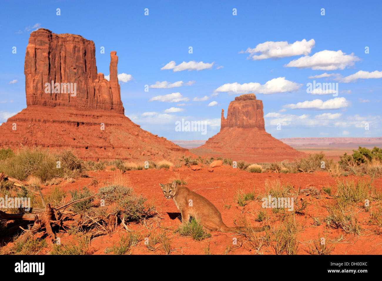 Puma, Cougar or Mountain Lion (Puma concolor), adult, captive,  characteristic rock formations at the rear, Monument Valley, Utah Stock  Photo - Alamy