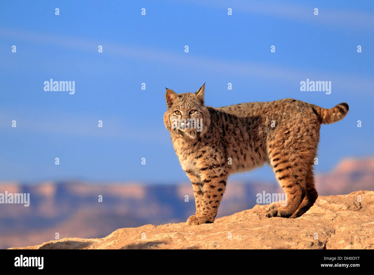 Bobcat (Lynx rufus) standing on a rock, captive, Monument Valley, Utah, United States Stock