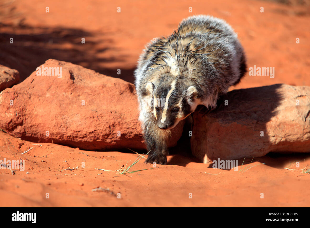 1 Animal American Badgers American Badger American Animals Animal