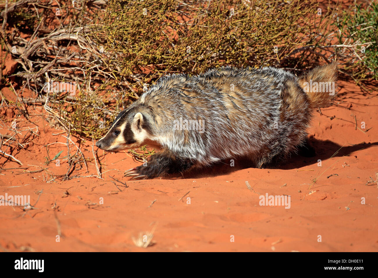 1 animal american badgers american badger american animals animal