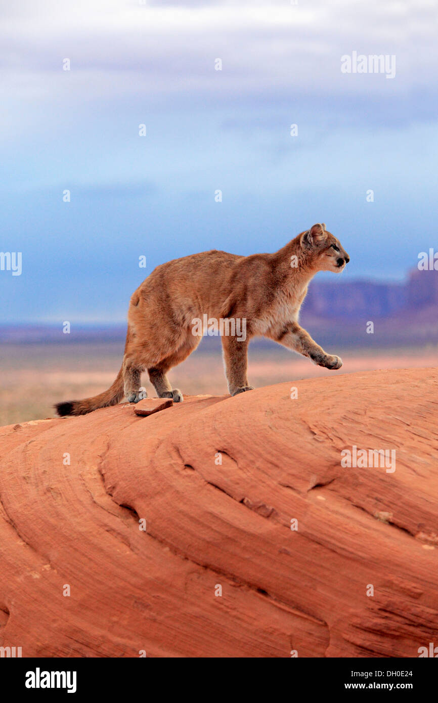 Puma, Cougar or Mountain Lion (Puma concolor), adult, captive, Monument
