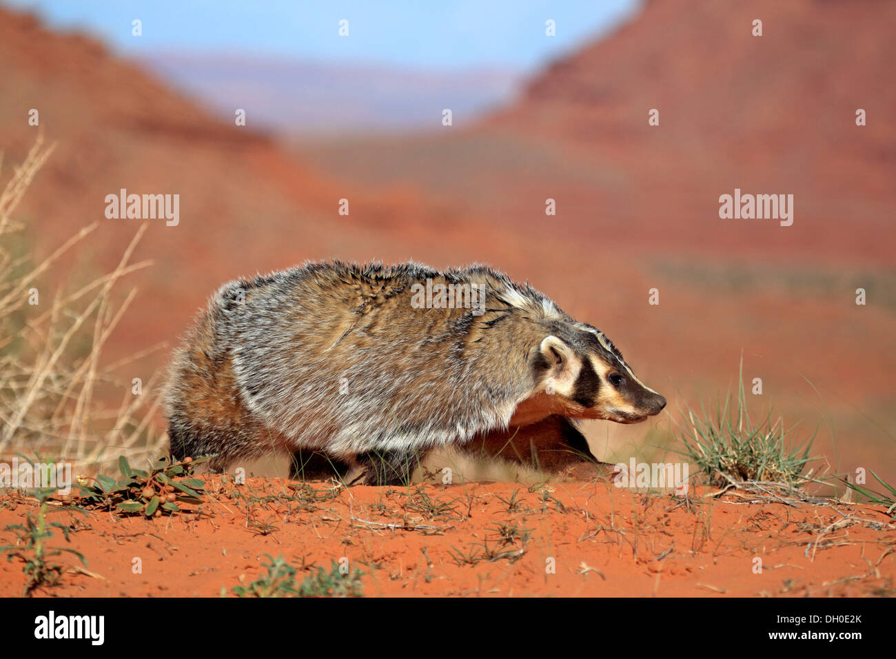 American badger (Taxidea taxus), captive, Monument Valley, Utah, United States Stock Photo