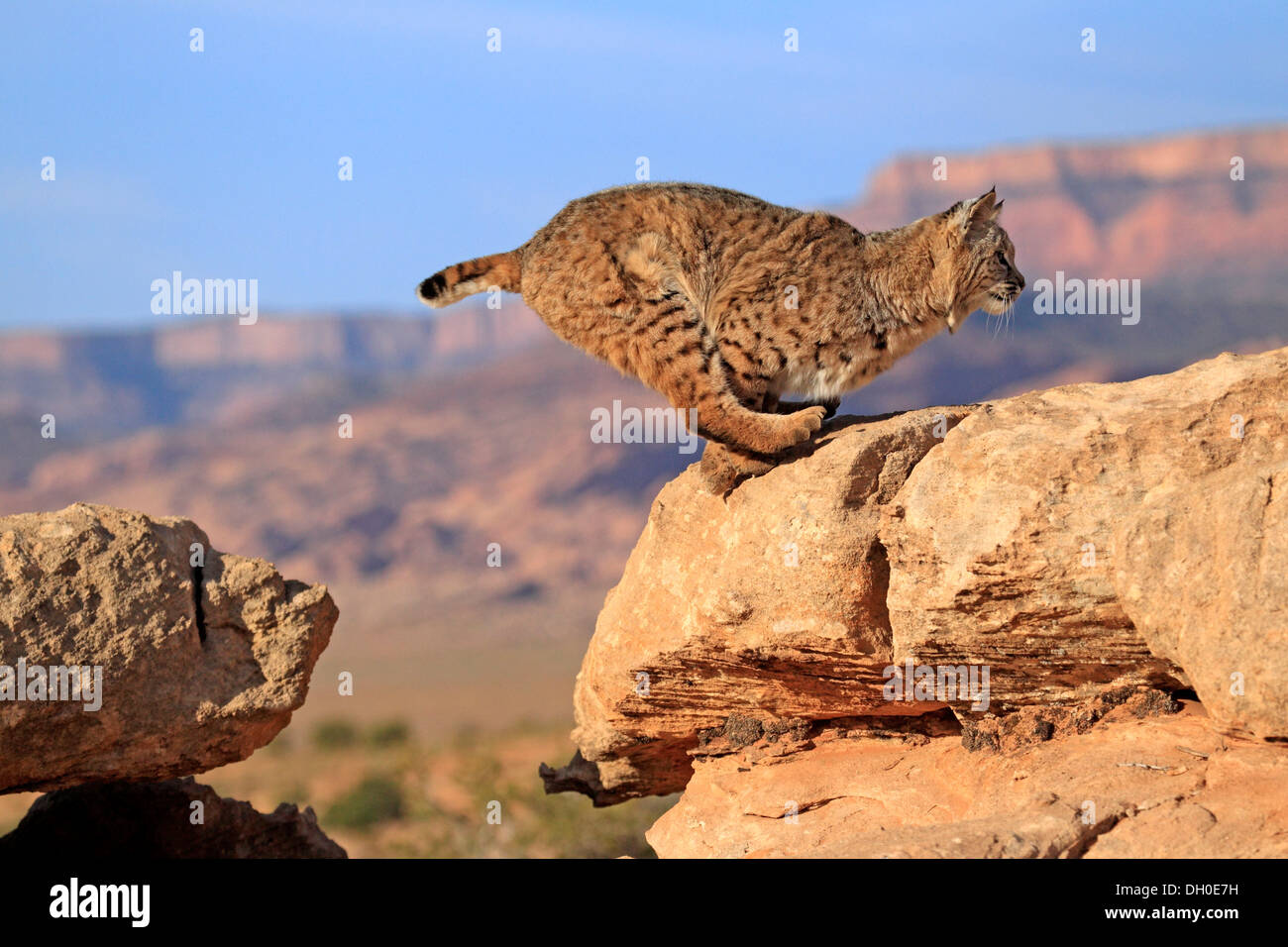Bobcat (Lynx rufus) jumping onto a rock, captive, Monument Valley, Utah, United States Stock