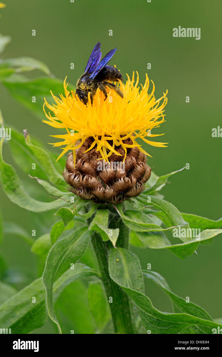 Large Violet Carpenter Bee (Xylocopa violacea) sitting on a yellow flower, Ellerstadt, Rhineland-Palatinate, Germany Stock Photo