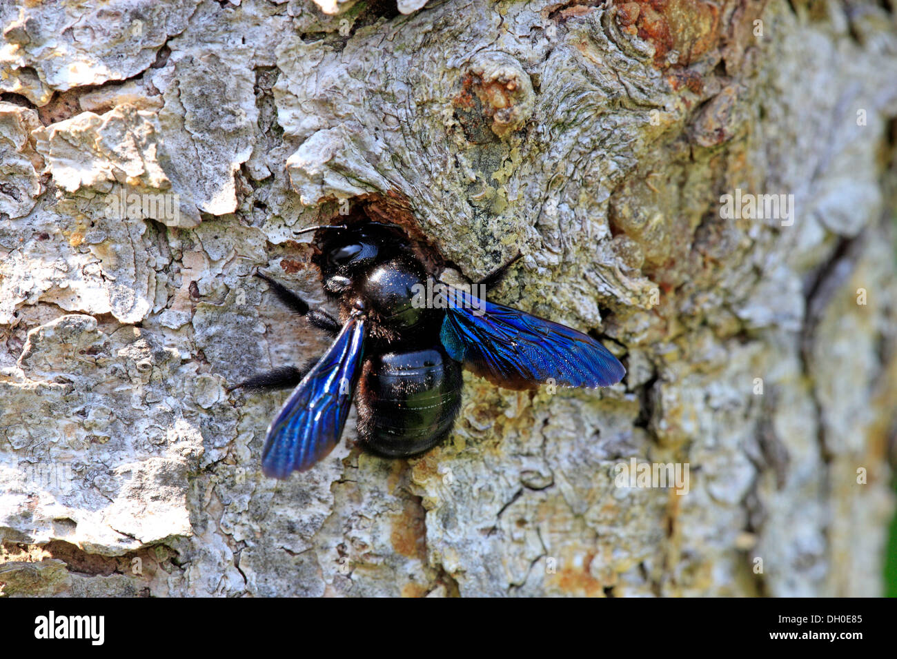 Large Violet Carpenter Bee (Xylocopa violacea) at its nest, Ellerstadt, Rhineland-Palatinate, Germany Stock Photo