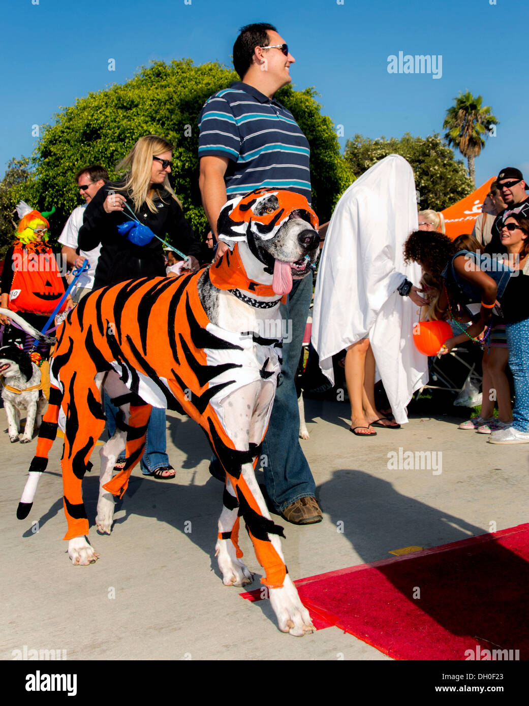 Long Beach, CA, USA. 27th Oct, 2013. The 13th Annual Haute Dog Howl'oween Parade features costumed pets and their guardians. © Brian Cahn/ZUMAPRESS.com/Alamy Live News Stock Photo