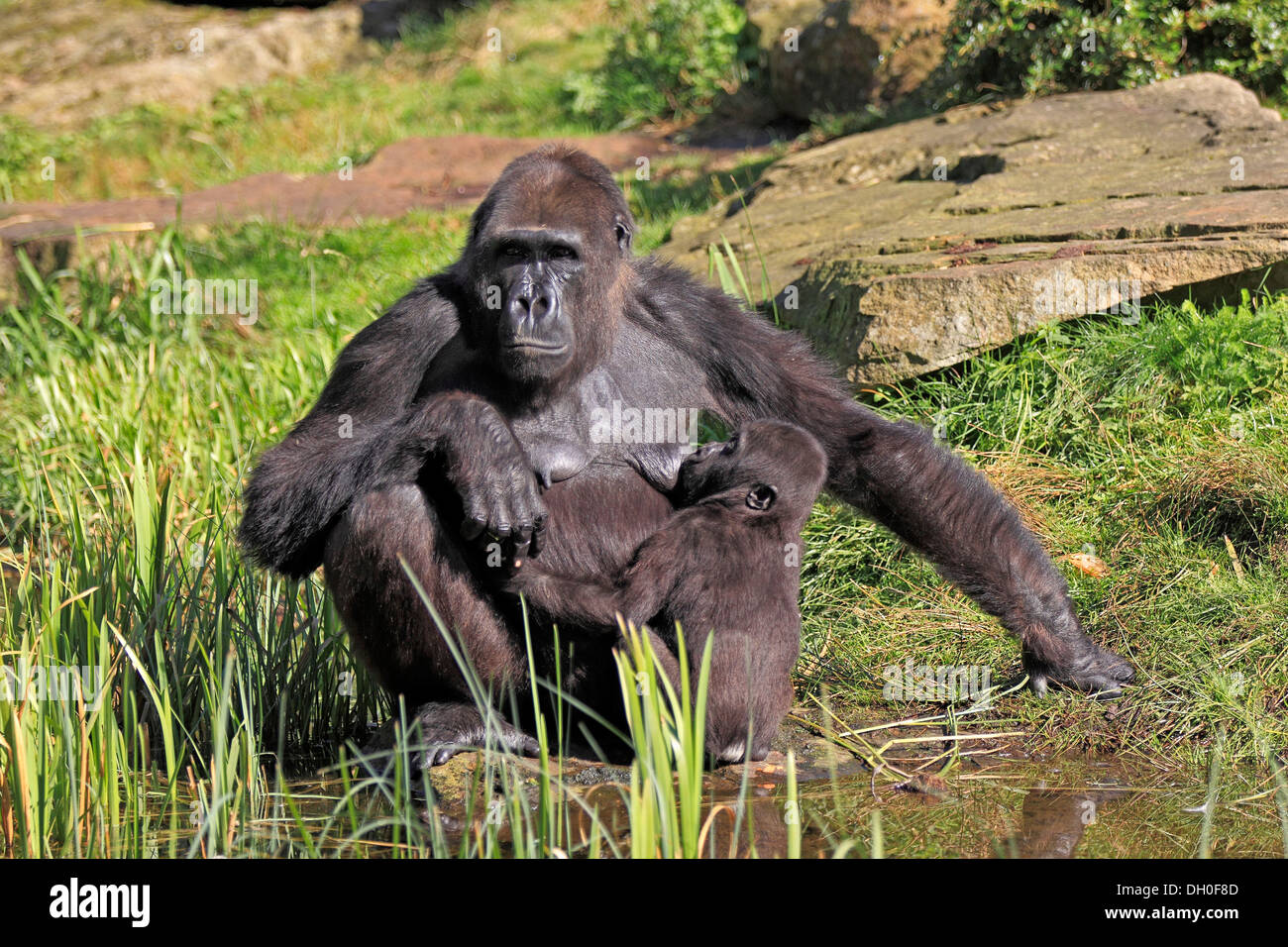 Western Lowland Gorilla (Gorilla gorilla gorilla), adult female suckling an young, captive, Apenheul Primate Park, Apeldoorn Stock Photo