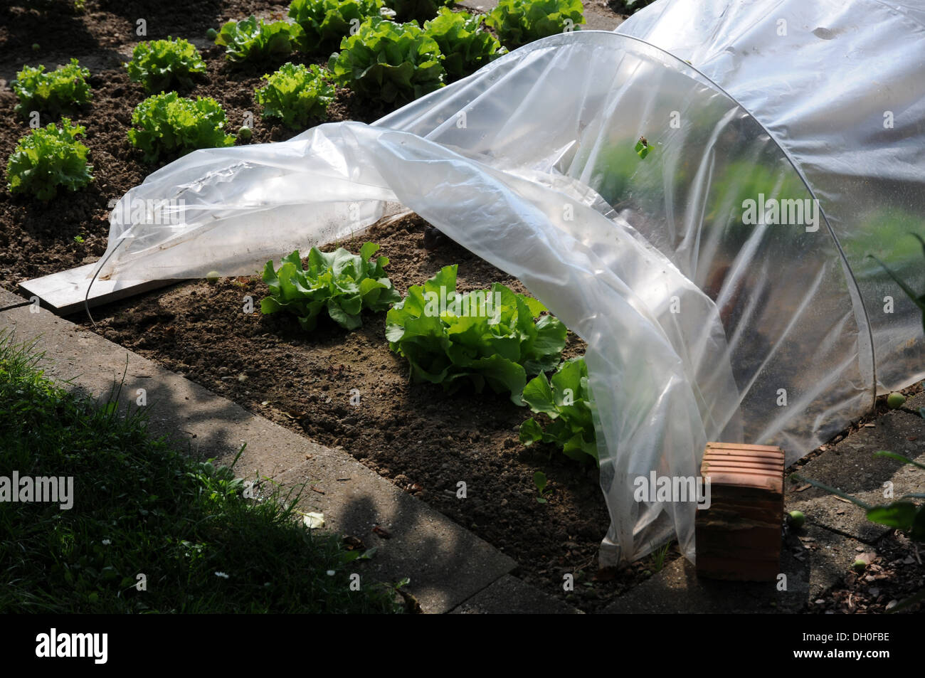 Salad in a cold frame Stock Photo