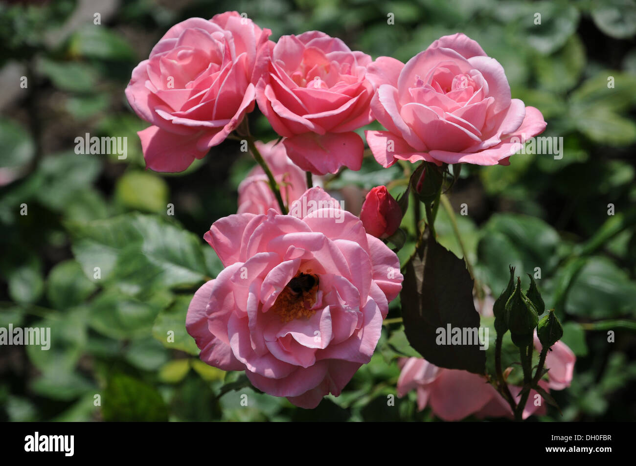 Hybrid-Rose Stock Photo
