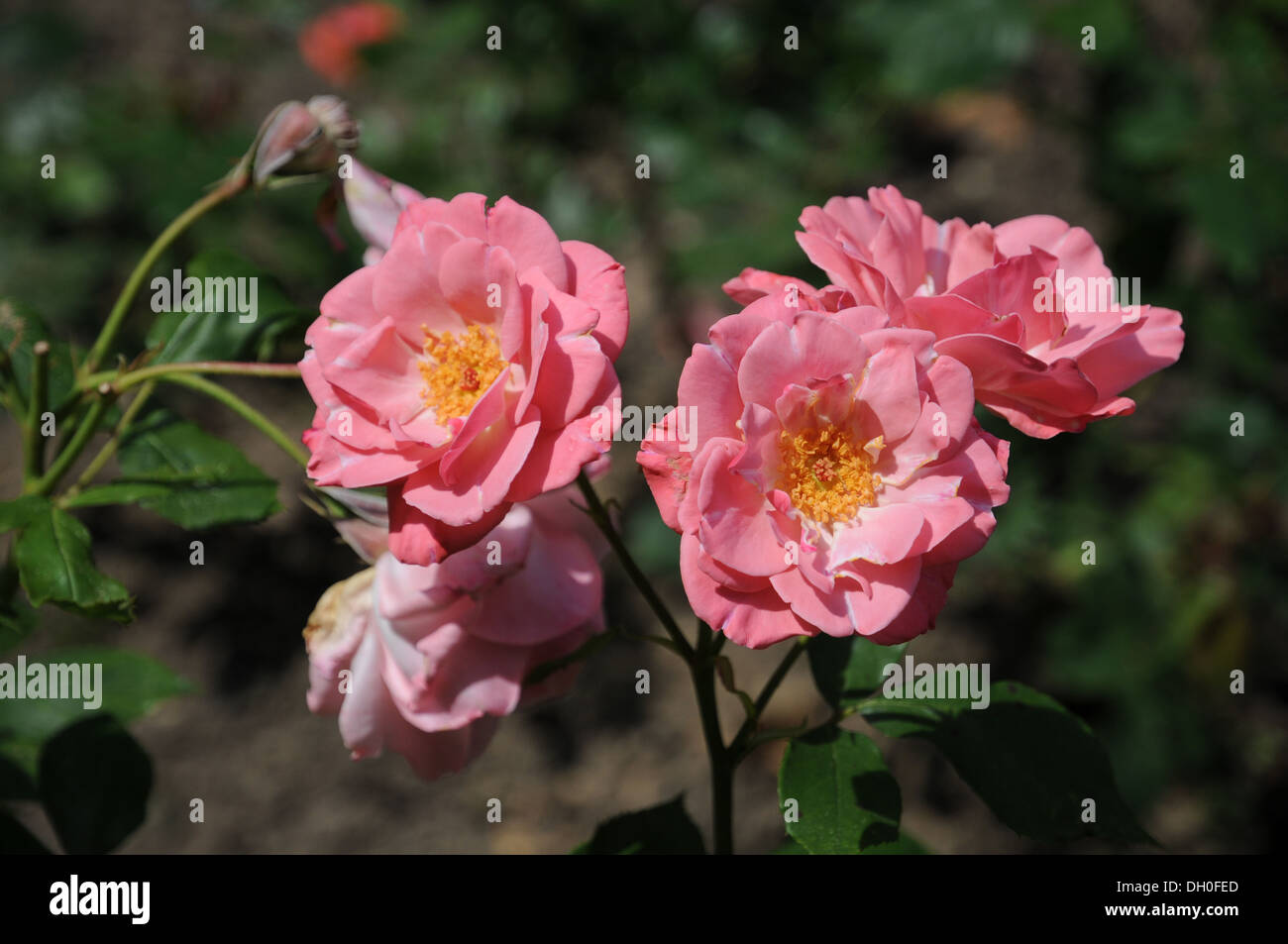 Hybrid-Rose Stock Photo
