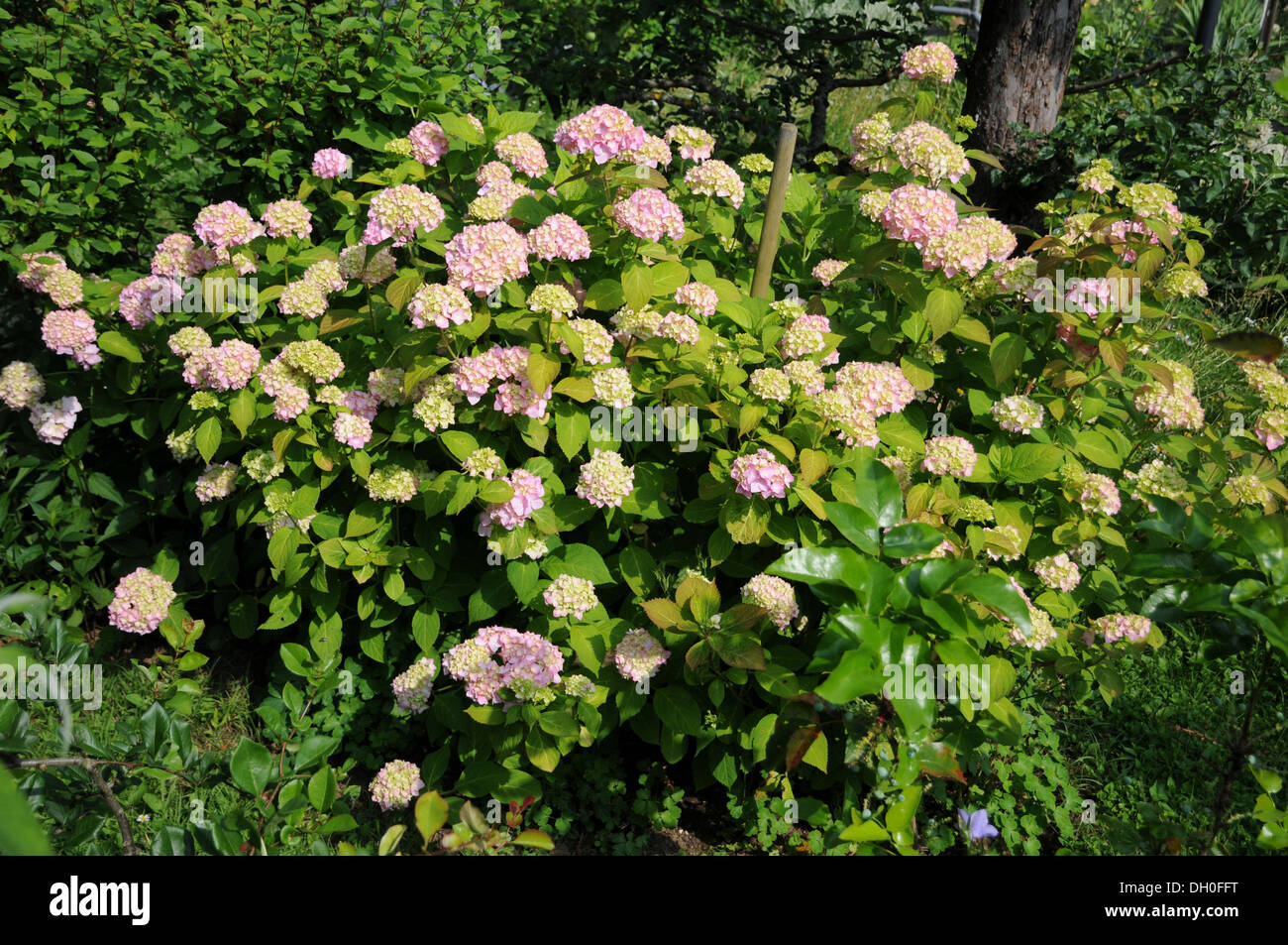 Hortensia hortensie macrophylla hi-res stock photography and images - Alamy